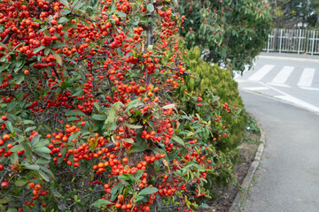 Fototapeta premium Dense red berries on bush near sidewalk bend