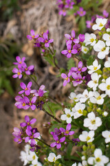 Fototapeta premium Vibrant purple and white alpine flowers in bloom