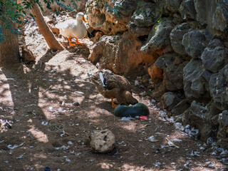 The cute ducks on a farm