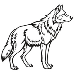 Wolf isolated on white background 
