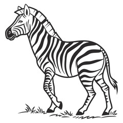 Zebra isolated on a white background