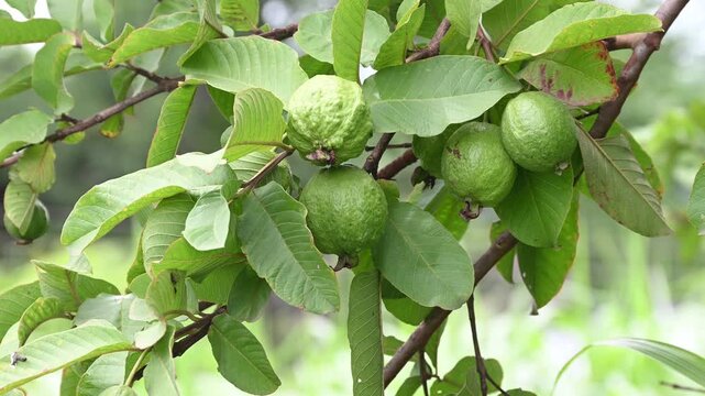 guavas hanging on the tree's branch. Hanging guava fruit. Close up of guavas . Healthy food concept.