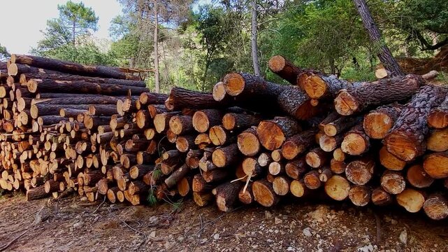 Pile of wooden logs. Wooden log loading. Forestry work in the forest. Sierra de Cazorla. Spain.