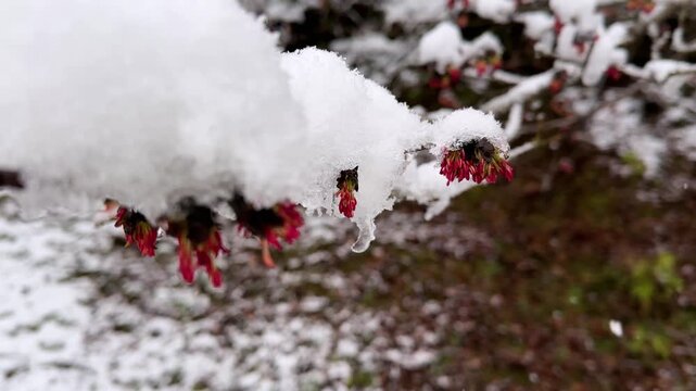 panoramic portrait of Frozen flower on tree in forest red flower in winter landscape nature Hyrcanian mountain Iran snowfall Parrotia persica in village countryside branch scenic outdoor spring season