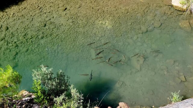 School of large river fish swimming in crystal clear waters of showy emerald colors. Shoal of fish. Aerial view. Cazorla National Park. Spain.