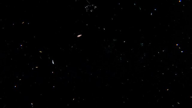 A larval Tripodfish (Bathypterois sp.) filmed at night during a Blackwater dive, it's slowly swimming to the right. It's fin patterns mimics a jellyfish.