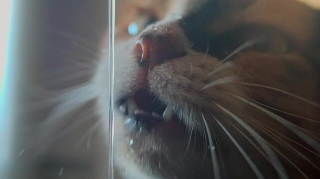A kitty drinking water in super slowmotion.