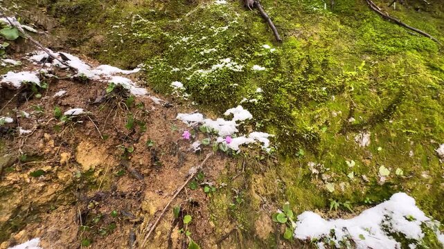 wonderful nature of Cyclamen pink flower in winter season forest green meadow highland Iran white snow bloom flora freshness mountain outdoors rainfall spring tranquility wild woods nature Hyrcanian