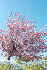 Spring Flowers of Japan: Blue Nemophila and Cherry Blossoms in Full Bloom