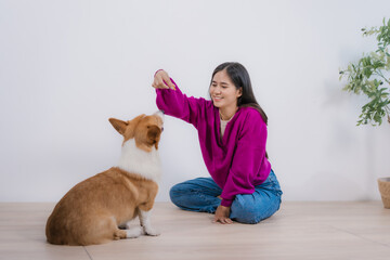 An Asian woman trains her intelligent Corgi puppy at home, calmly giving commands reinforcing behaviors.Their bond emphasizes daily pet care, house training, communication,caring, trusting lifestyle