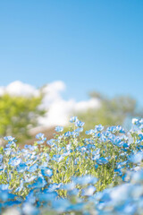 Blue Nemophila Flowers in Full Bloom under a Clear Spring Sky