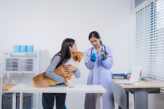 An Asian female veterinarian provides professional advice to a pet owner about her Corgi's illness. With compassion clarity, they discuss treatment,medications,care within a modern veterinary clinic