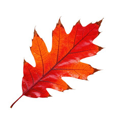 Obraz premium Red autumn oak leaf isolated on transparent background