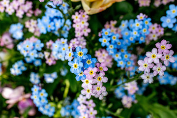 Colorful Spring Garden with Nemophila Flowers at Yokohama English Garden, Japan