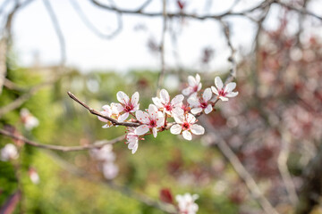 Colorful Spring Garden with Nemophila Flowers at Yokohama English Garden, Japan