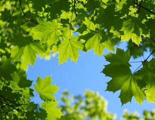 Fresh green maple leaves against a bright blue sky