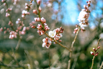 Plum Blossoms in Full Bloom at Yushima Tenjin Shrine, Tokyo