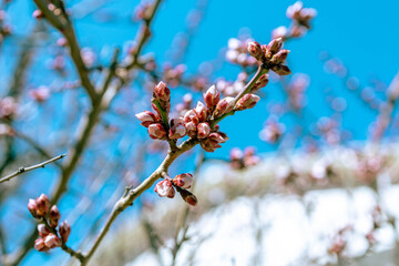 Plum Blossoms in Full Bloom at Yushima Tenjin Shrine, Tokyo