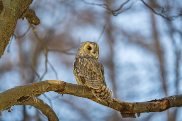 Long-eared owl (Asio otus), looking forward with wide opened eyes