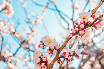 Plum Blossoms in Full Bloom at Yushima Tenjin Shrine, Tokyo