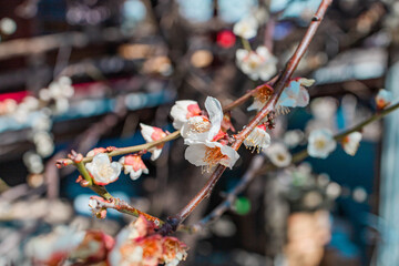 Plum Blossoms in Full Bloom at Yushima Tenjin Shrine, Tokyo