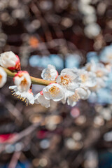 Plum Blossoms in Full Bloom at Yushima Tenjin Shrine, Tokyo
