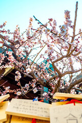 Plum Blossoms in Full Bloom at Yushima Tenjin Shrine, Tokyo