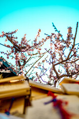 Plum Blossoms in Full Bloom at Yushima Tenjin Shrine, Tokyo
