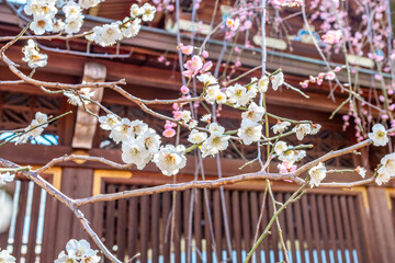 Plum Blossoms in Full Bloom at Yushima Tenjin Shrine, Tokyo