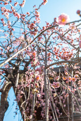Plum Blossoms in Full Bloom at Yushima Tenjin Shrine, Tokyo