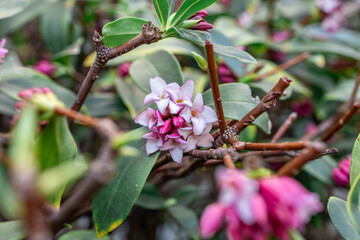 bee on pink flower