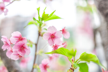 Cherry Blossoms in Full Bloom at Azabudai Hills, Tokyo, Japan
