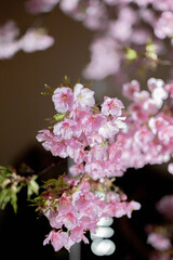 Nighttime Cherry Blossoms Illuminated in the City