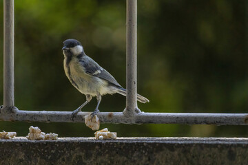 Great tit perching (Parus major)