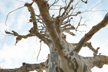 Looking Up at Bare Trees Against a Clear Winter Sky