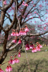 Early Blooming Kawazu Cherry Blossoms in Springtime Japan