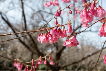 Early Blooming Kawazu Cherry Blossoms in Springtime Japan