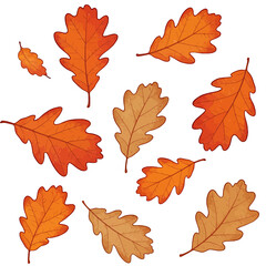 Autumn oak leaves illustration in various shades of orange and brown with detailed veins and jagged edges scattered on white