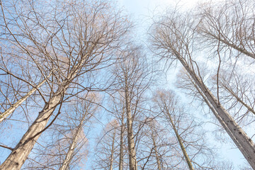 Looking Up at Bare Trees Against a Clear Winter Sky