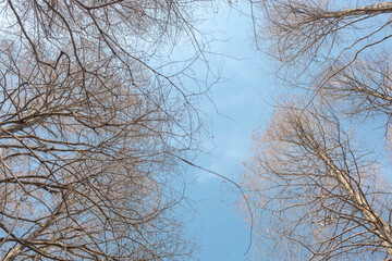 Looking Up at Bare Trees Against a Clear Winter Sky