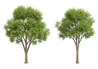 Two green trees isolated on transparent background