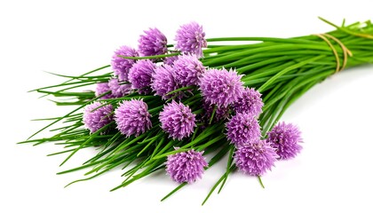 Fresh Chives with Purple Flowers with Isolated on White, and Culinary Herbs Concept.