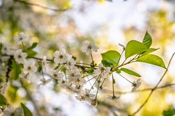 White blossoming apple trees. White apple tree flowers