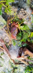 freshwater crab crawling againts the flow in a shallow stream