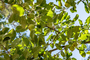 An apple is the round, edible fruit of an apple tree (Malus spp.). Fruit trees of the orchard or domestic apple (Malus domestica).  General Grant Grove, Kings Canyon National Park, California