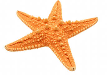 Orange starfish isolated on transparent background