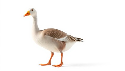 Obraz premium A comical goose stands isolated, wing outstretched sideways, against a pure white backdrop, pose, wacky