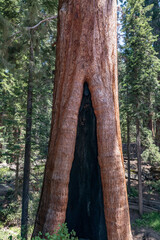 Fototapeta premium General Grant Grove, Kings Canyon National Park, The western slopes of the Sierra Nevada mountain range of California. Sequoiadendron giganteum (giant sequoia, giant redwood, Sierra redwood