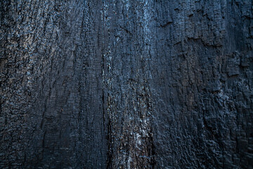General Grant Grove, Kings Canyon National Park, The western slopes of the Sierra Nevada mountain range of California. Sequoiadendron giganteum (giant sequoia, giant redwood, Sierra redwood