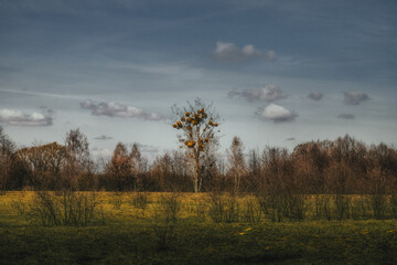 Obraz premium Samotne drzewo 